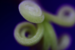花芯