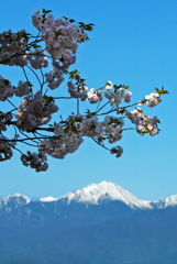 常念岳と桜