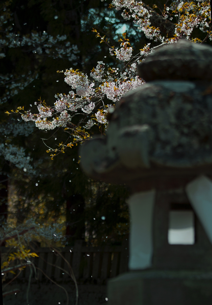 有明山神社　桜