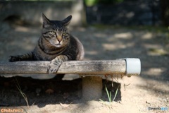 見据える