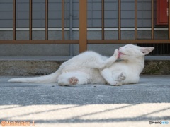 肉球に潤いを