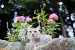 紫陽花を背に