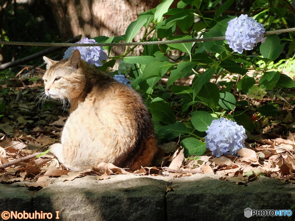 6月の陽ざし
