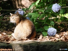 6月の陽ざし