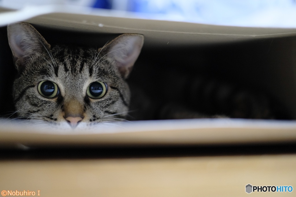長靴の箱の猫