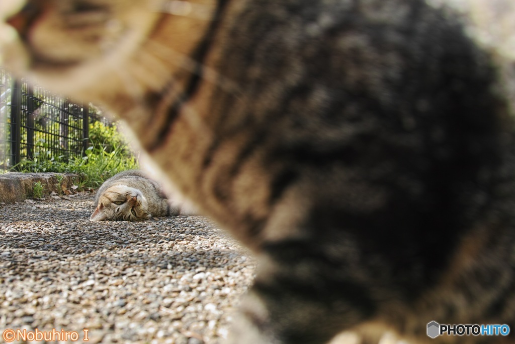 猫越し猫