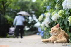 雨を待つ梅雨の日
