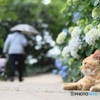 雨を待つ梅雨の日