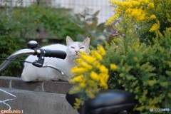 おはよう