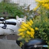 おはよう