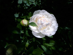 R0049923-2