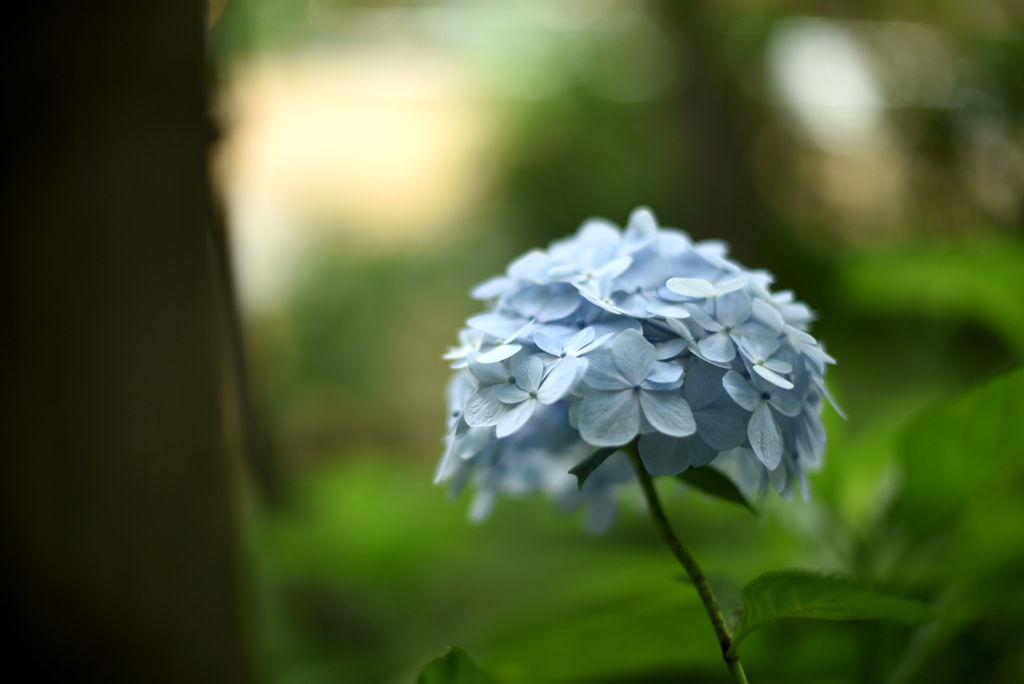 紫陽花