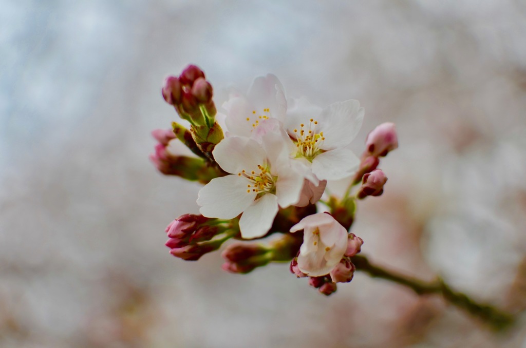 こだま千本桜