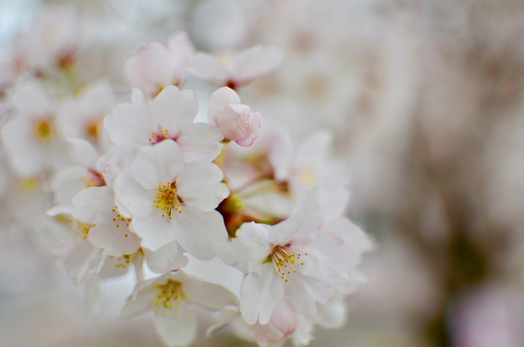 こだま千本桜