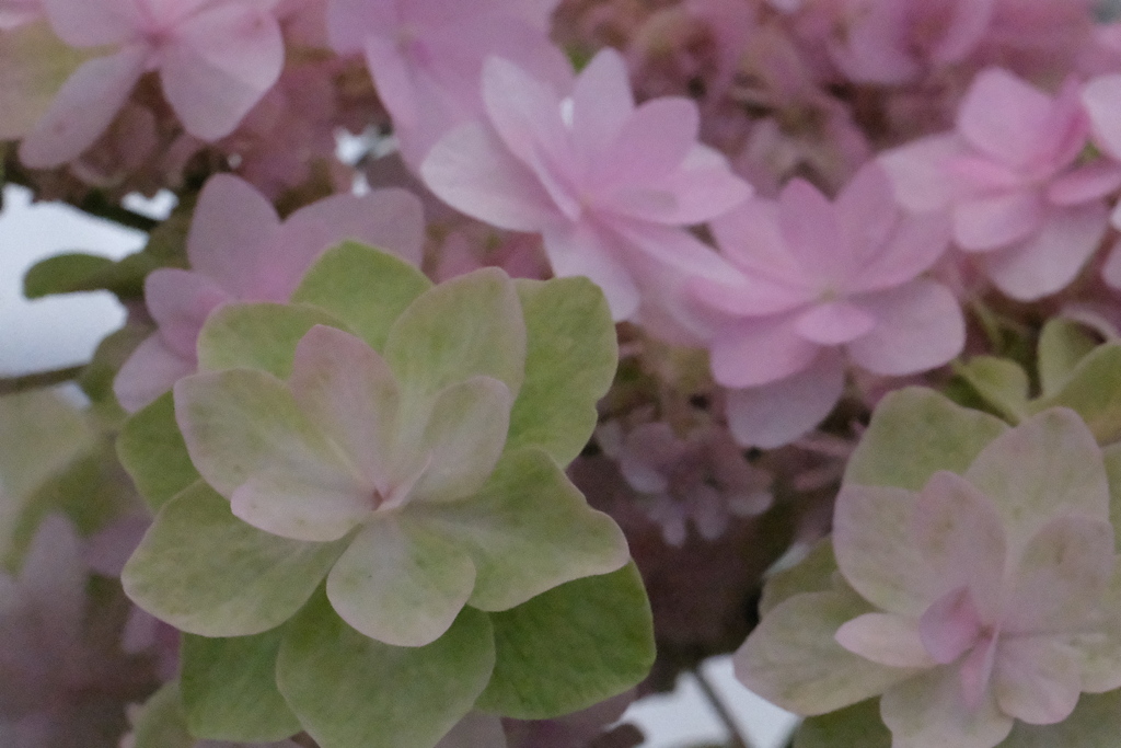 2019/07/13 富士花鳥園