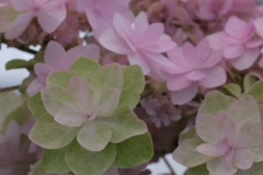 2019/07/13 富士花鳥園