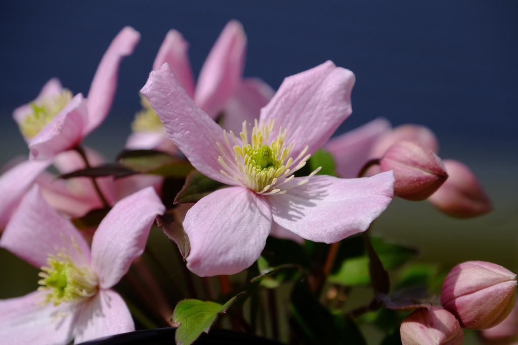 6月の八ヶ岳山麓
