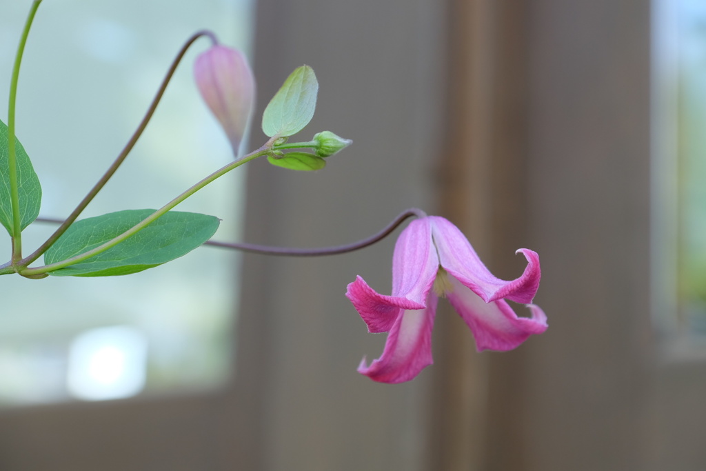 6月の八ヶ岳山麓