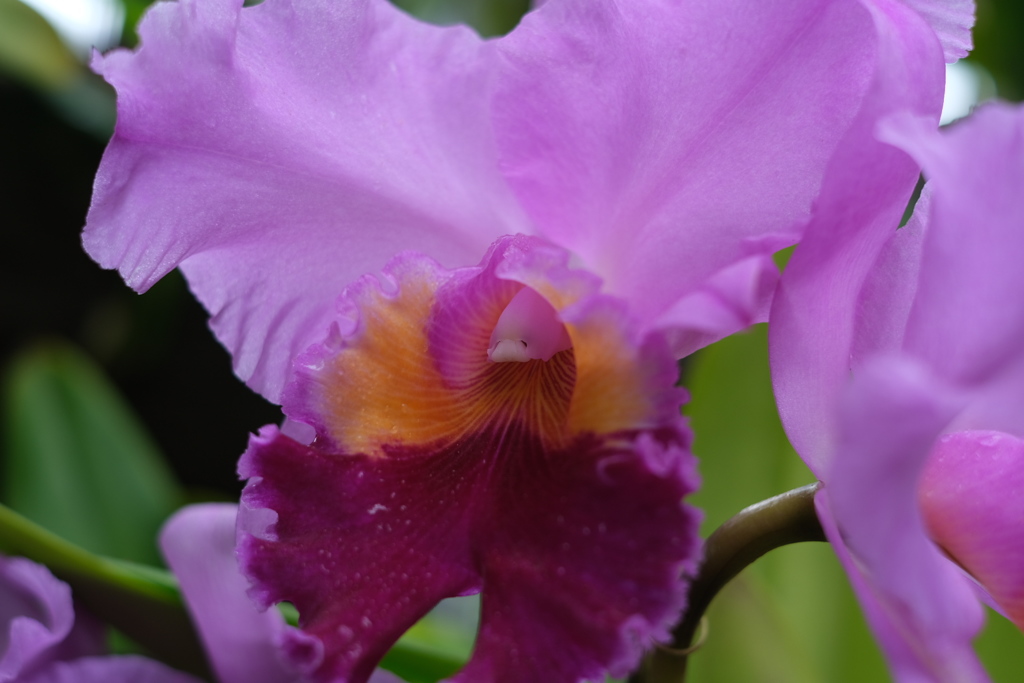 カトレアの中にはイルカがいる