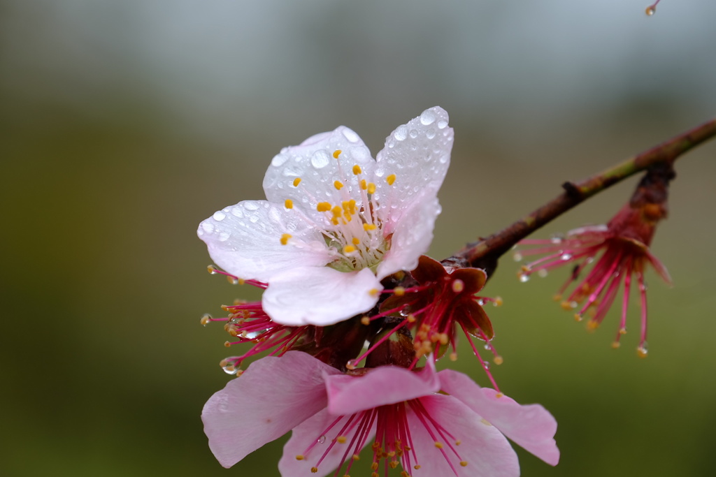 アーモンドの花