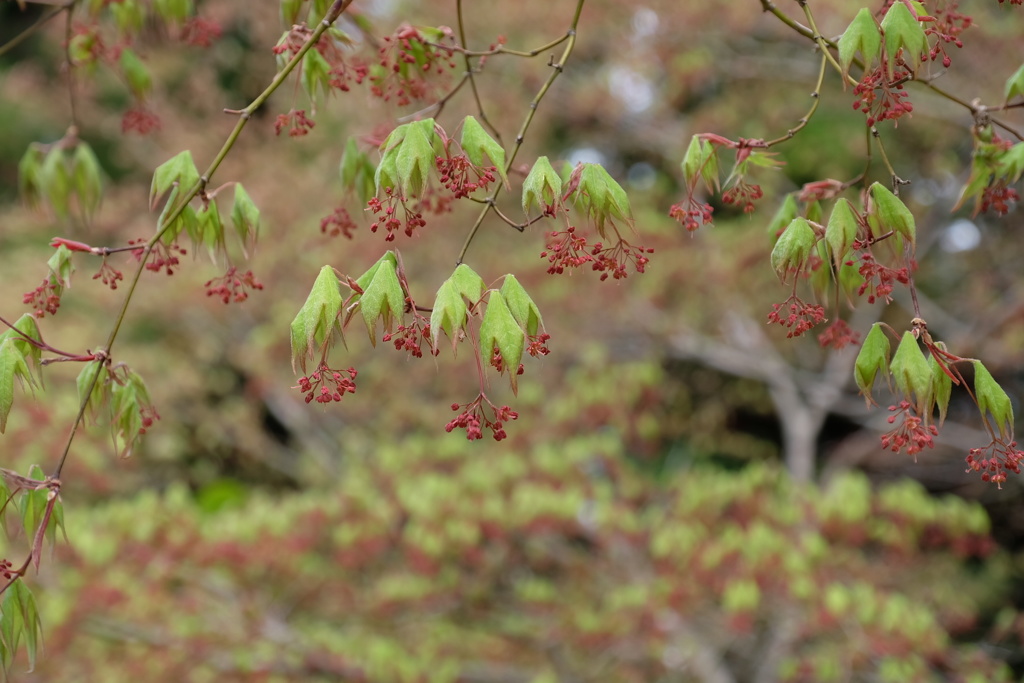 2018/4/14 小仏峠 楓の花