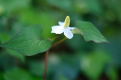 2019/05/26 昭和記念公園