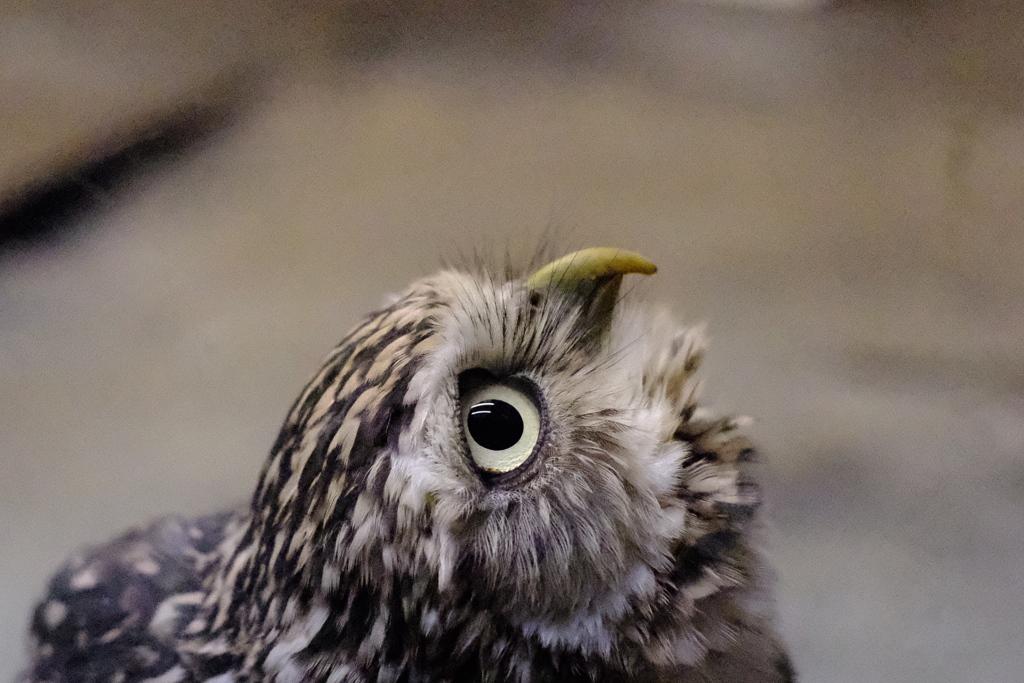2019/07/13 富士花鳥園