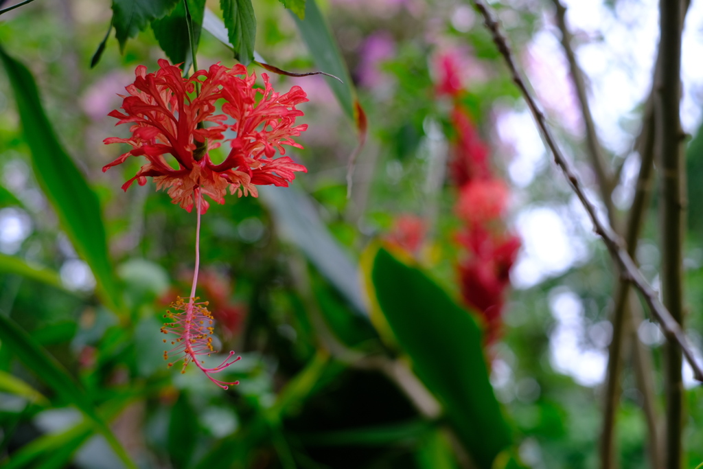 温室の線香花火