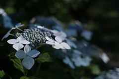 2019/6/16 江戸東京たてもの園