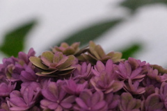 2019/07/13 富士花鳥園