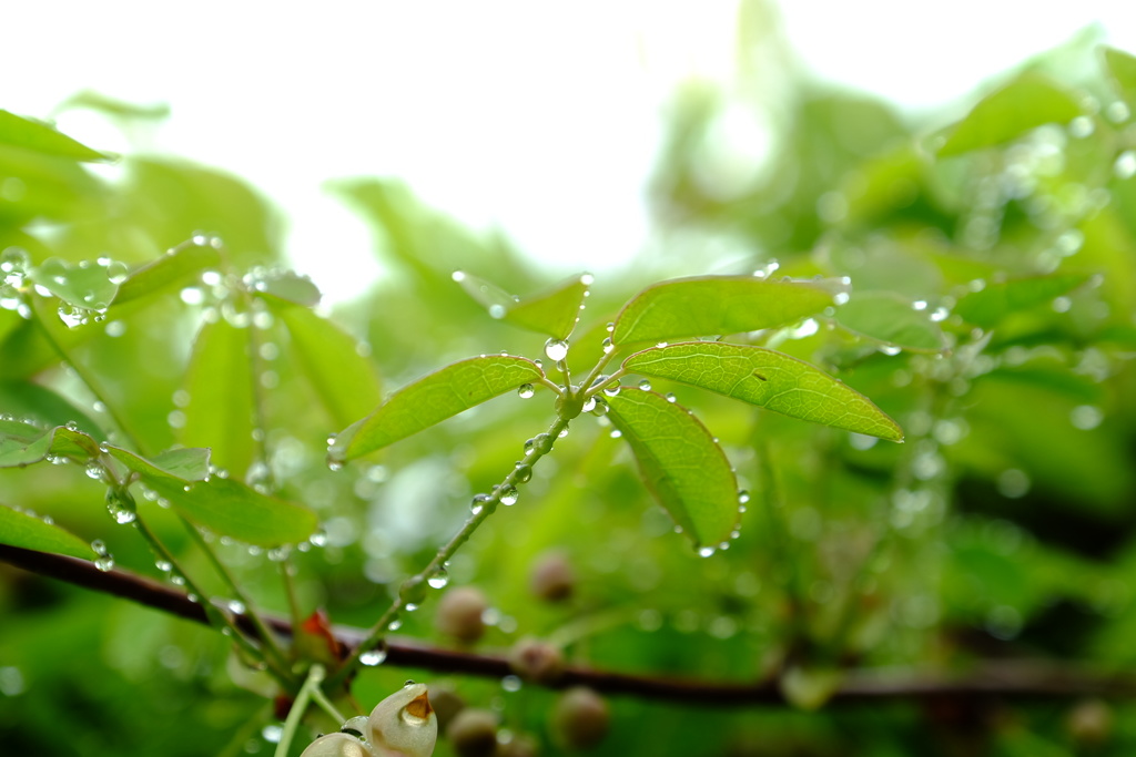 雨上がり