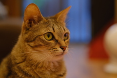 秋葉原の猫カフェにて