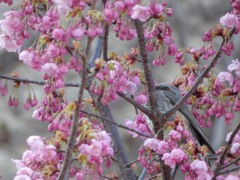 万博記念公園　ヒヨドリ