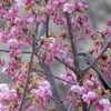 万博記念公園　ヒヨドリ