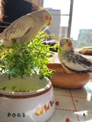 オカメインコ