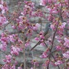 万博記念公園　ヒヨドリ