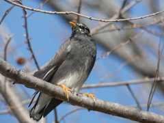 昆陽池　ムクドリ
