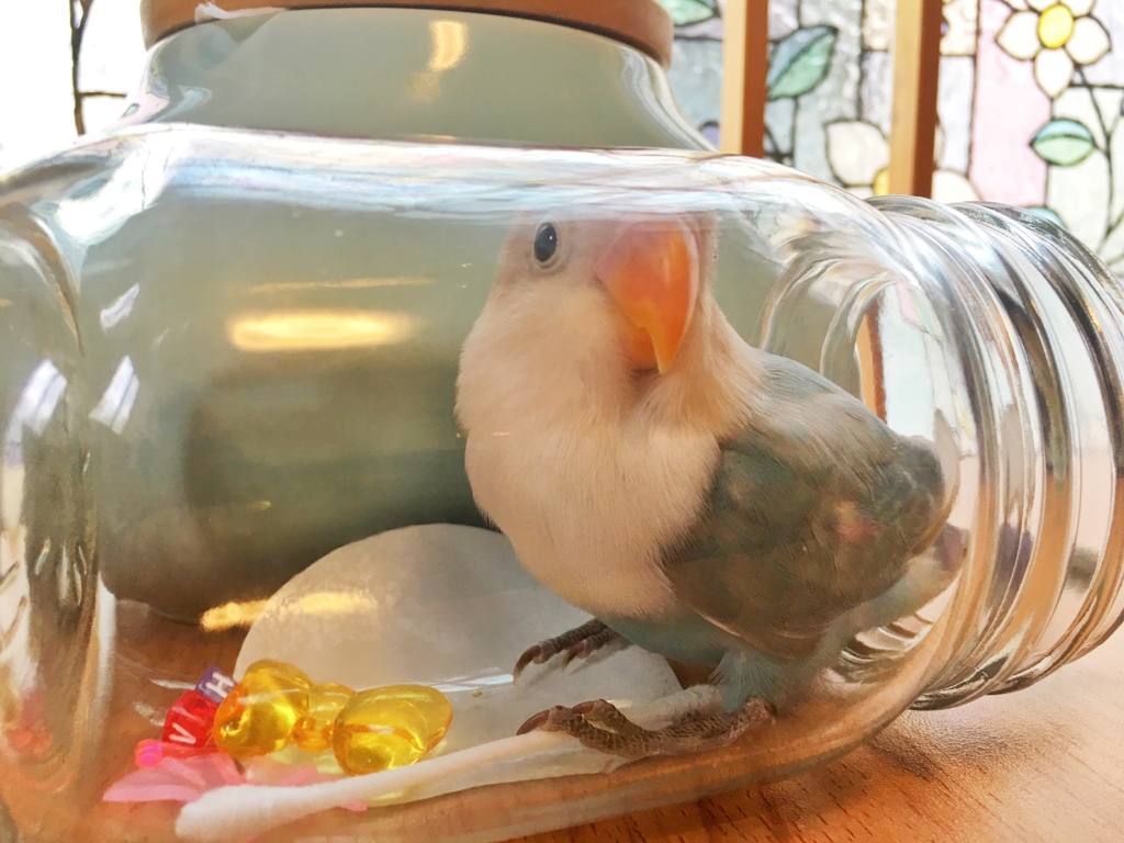 瓶入り白ボタンインコ