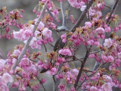 万博記念公園　ヒヨドリ
