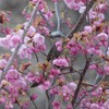 万博記念公園　ヒヨドリ