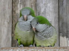神戸どうぶつ王国　花鳥園