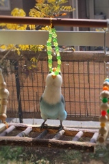 白ボタンインコ