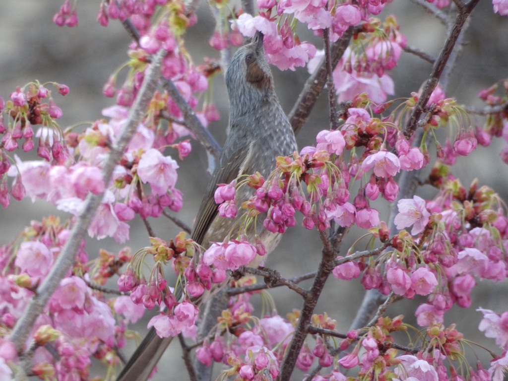 万博記念公園　ヒヨドリ