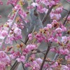 万博記念公園　ヒヨドリ
