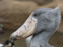 神戸どうぶつ王国　花鳥園