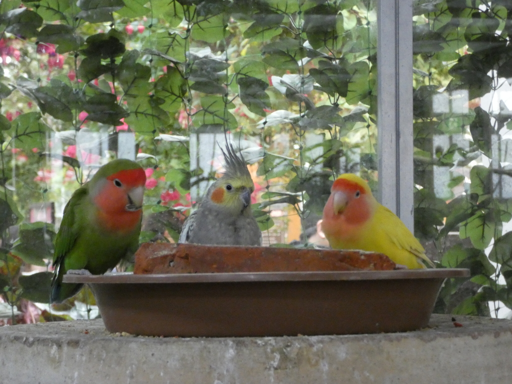 神戸どうぶつ王国　花鳥園