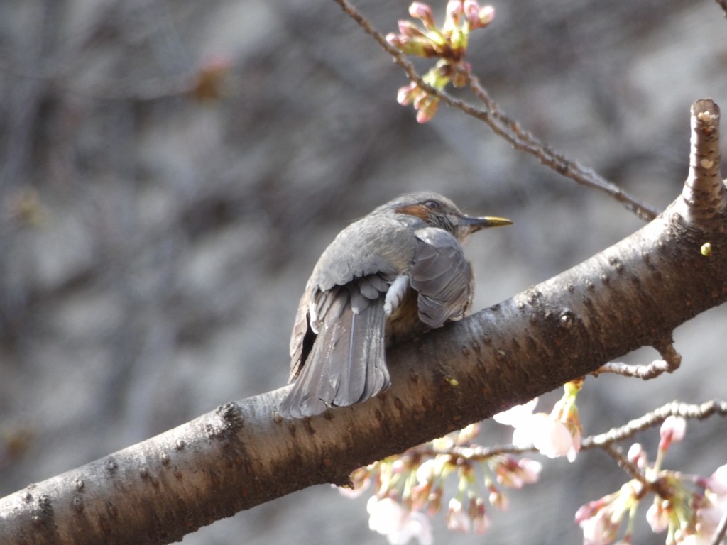 万博記念公園　ヒヨドリ