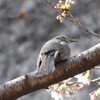 万博記念公園　ヒヨドリ