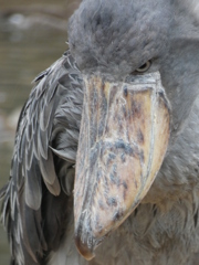 神戸どうぶつ王国　花鳥園