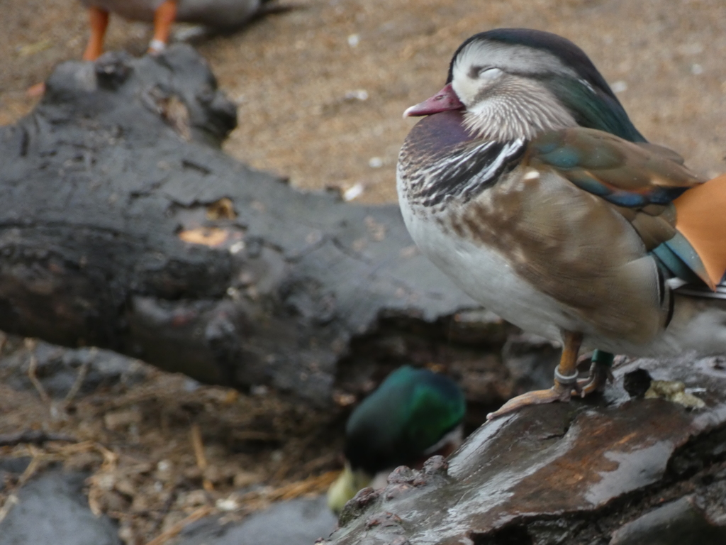 神戸どうぶつ王国　花鳥園